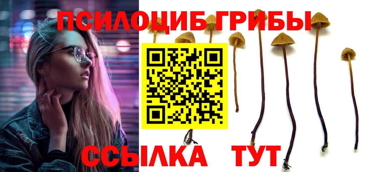 Галлюциногенные грибы Psilocybine cubensis  Вход с VPN  Междуреченск 